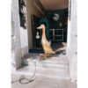 Lamp Ducky